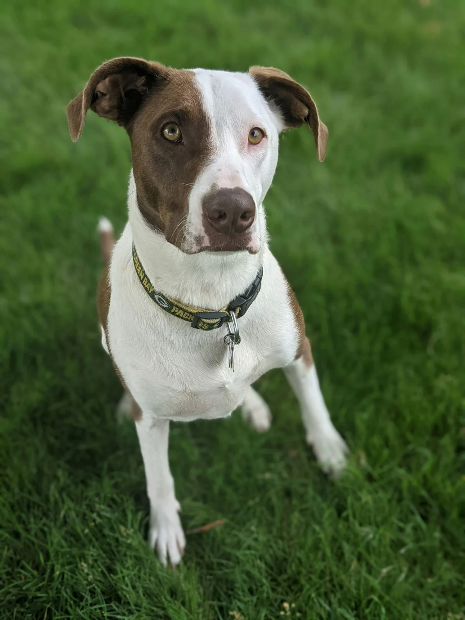 Lambow anti barking sales device